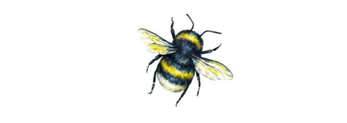 Bumble Class - Year 2